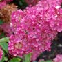 Hydrangea paniculata Sundae Fraise ®